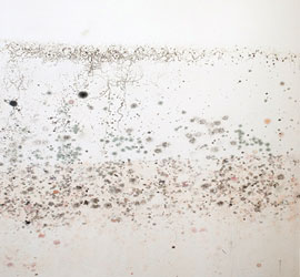 A patch of mold growth on a wall.